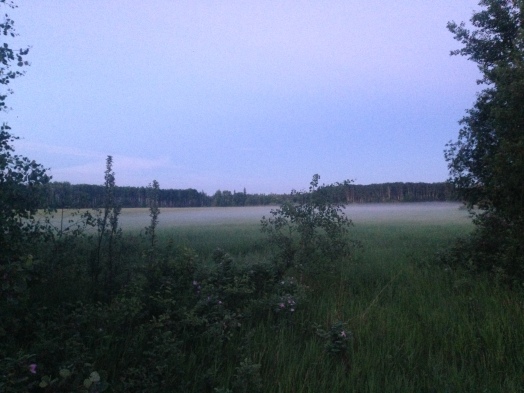 Field at Midnight
